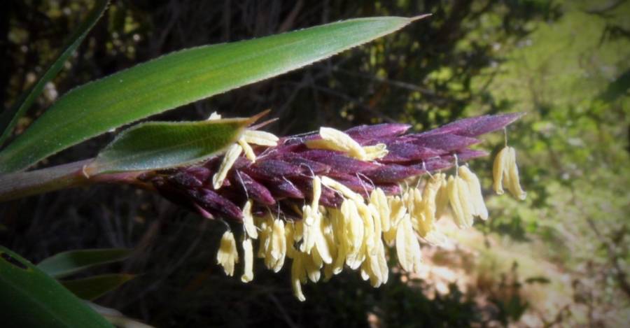 Flor que predice el mal