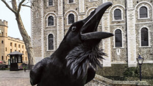 foto de cuervo la maldicion del reino de londres