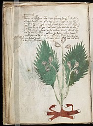 Escrito en pergamino un libro del siglo XV, llegó a manos de Wlfred Voinich en 1912 