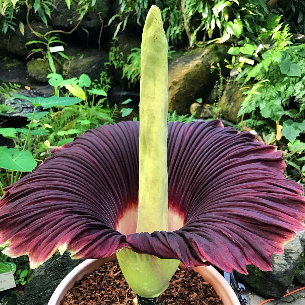 Amorphophallus titanum La Flor Cadáver 