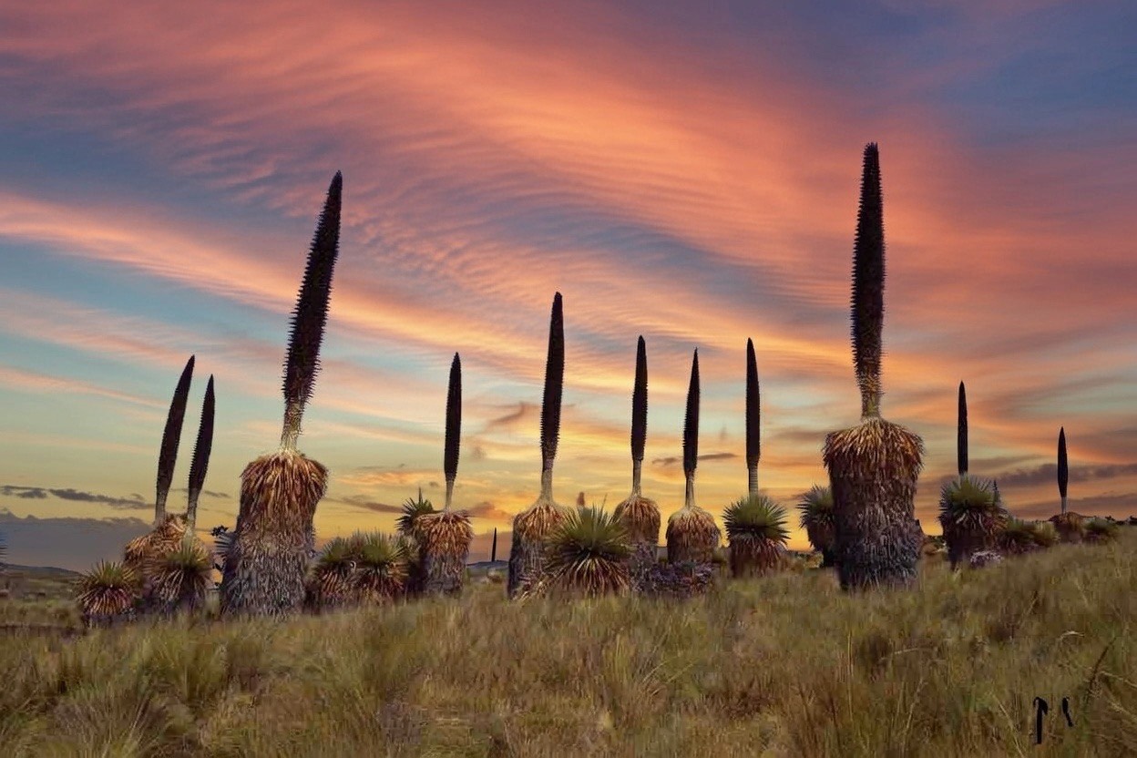 La Puya Raimondi un cactus que vive 100 años